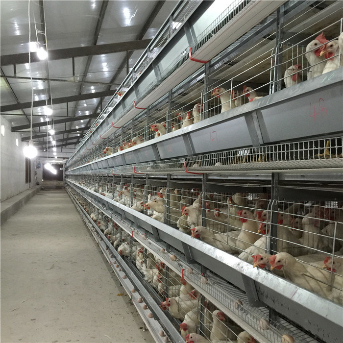 Running Smoothly Egg Collection Process , Chicken Farm Equipment Long