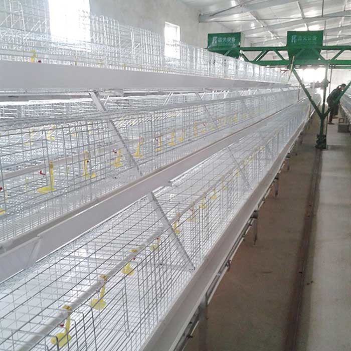 Indoor Powerful Broiler Chicken Cage 96 120 Birds Capacity With Manure System