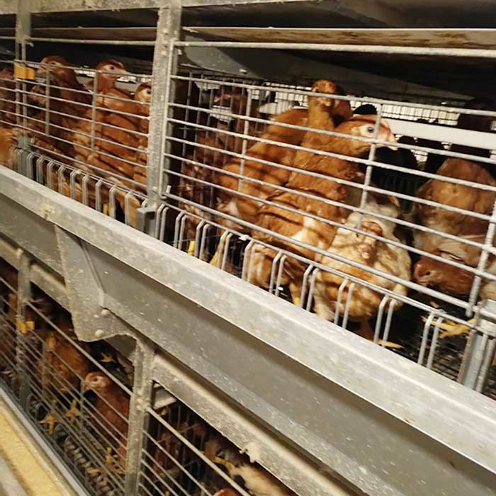 Waterproof 380V Brooding Cages For Chicks , U Shape Steel Small Poultry