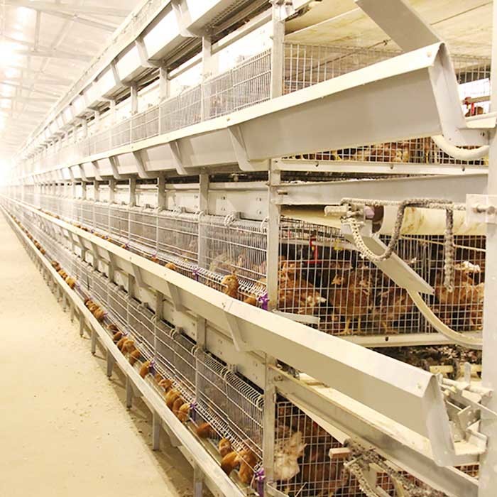 195 * 50 * 35CM Baby Chick Cage , Automatic Battery Cage System Low Disease