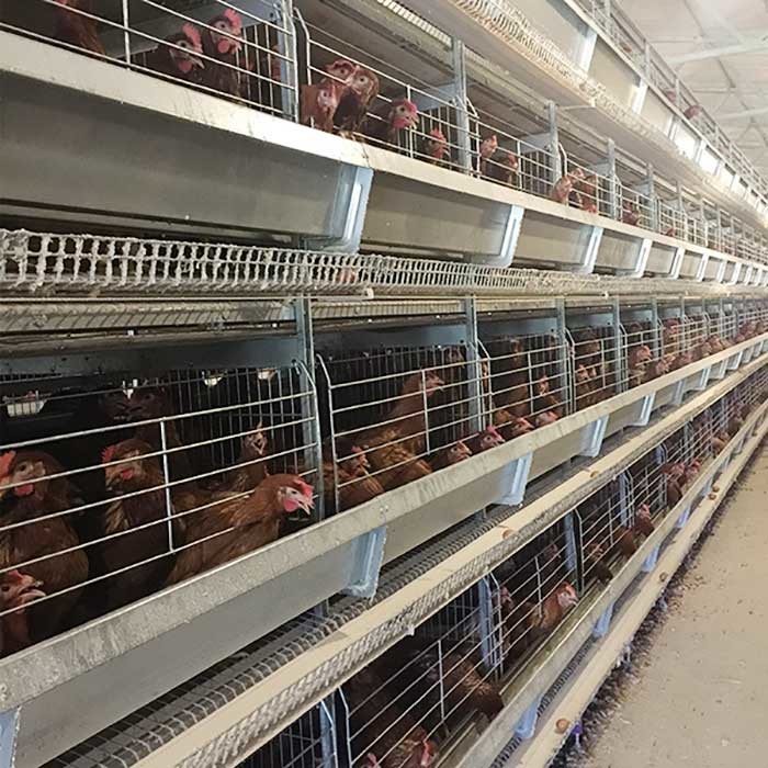 Hot Dipped Galvanized H Type Poultry Cage , Running Feeder Chicken Wire