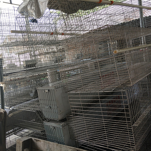 High Rearing Efficiency 2 Tier Rabbit Hutch , Wire Mesh Fox Proof