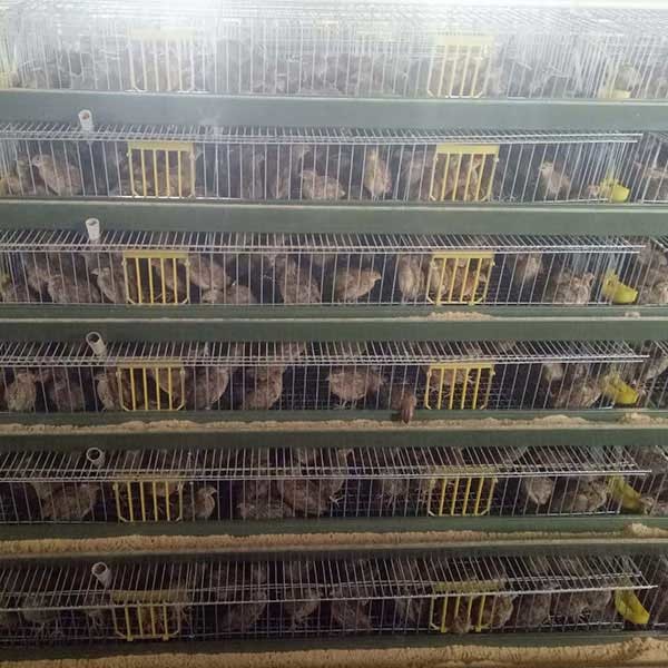High Performance Quail Farming Cages , Fireproof Sturdy Quail Breeding