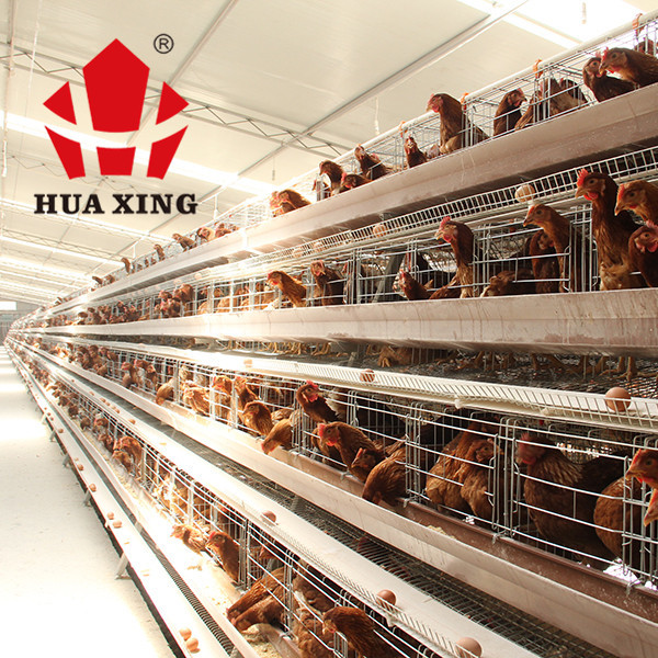 A Type Layer Poultry Battery Farming Cage Design Hot Dip Galvanized