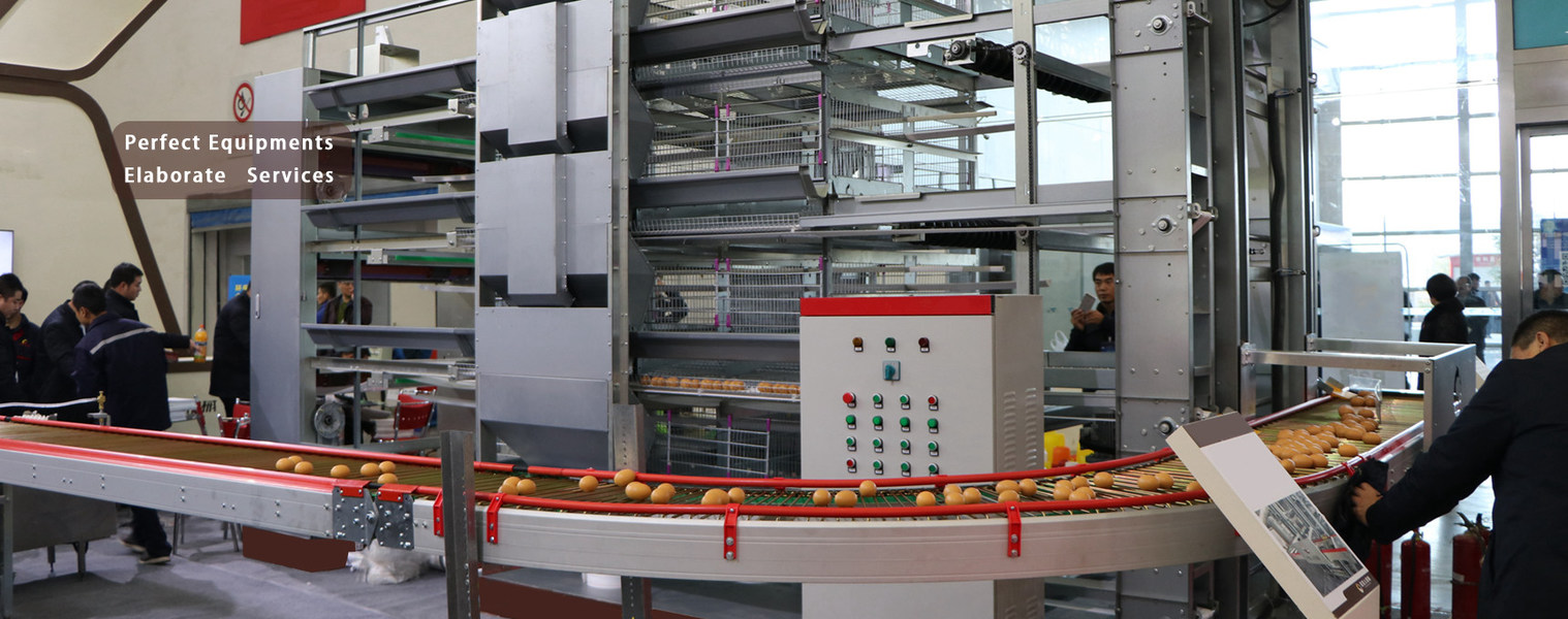 quality Poultry Chicken Cage factory