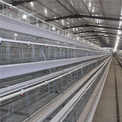 20 Years Broiler Chicken Cage Automatic Control Ventilation And Temperature