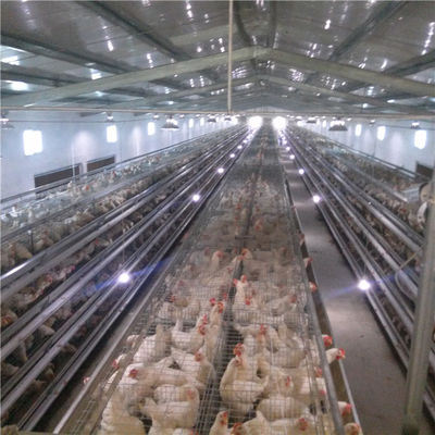 Automatic Chicken Layer Cage 4 5 Tiers HDG H Frame Egg