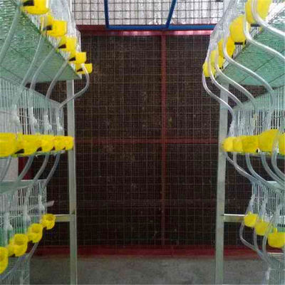 5 Tiers And 6 Tier Quail Battery Cages Automatic Self Cleaning