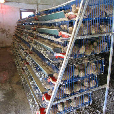 Hot Galvanized Quail Cage For Egg Production Q235 Steel Wire