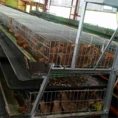 6 Tiers 24 Cell Quail Egg Laying Cages Anti Rust Farming use