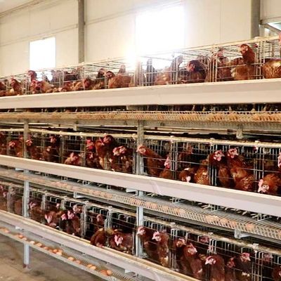 Farm Poultry Chicken Cage 190 * 35 * 38cm / 195 * 45 * 41cm Size Durable