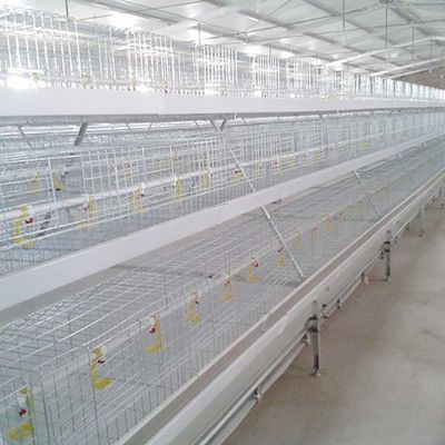 Auto Feeding Broiler Chicken Coop Cage , Customized Design Bird Feed Cage