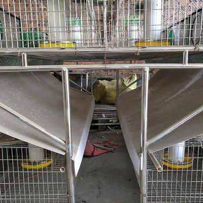 Stable Farm Rabbit Cage Automatic Drinking / Cleaning 25 Years Use Life