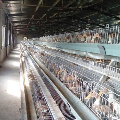 High Quality Poultry Duck Cage , U Shape Steel Battery Duck Cage For Sale