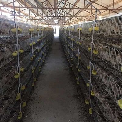 Automatic Battery Cage For Poultry , 5 Tiers / 6 Tiers Medium Sized Bird Cage
