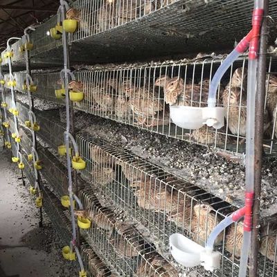 1300 * 450 * 250mm Quail Cage H Type / A Type For Hatching Quails HXQC5 Model