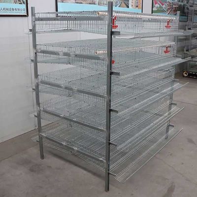 High Durability Quail Cages For Egg Production Less Legs Twisting / Injury