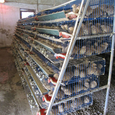 2000mm Wide Quail Cage For Hatching Quails High Durability Easy To Assemble