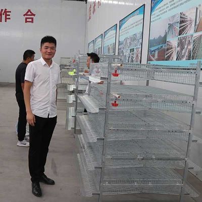 Automatic Feeding Poultry Layer Cage For Quail Farming Q235 Steel Wire Material
