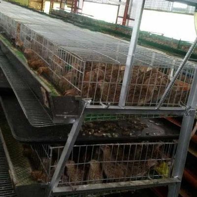Less Legs Twisting / Injury Quail Cage Safe For Major Breeding Industries