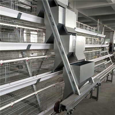 High Performance Automatic Poultry Feeder System Modern Control Easy Operation