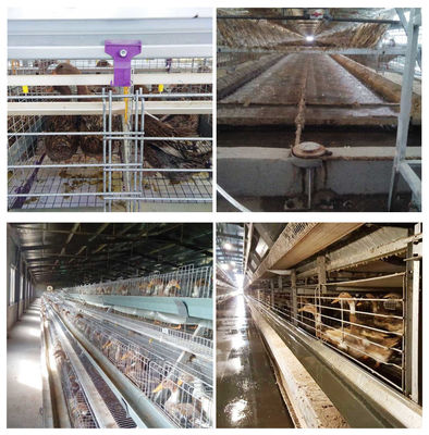 Automatic Feeding H Type Battery Cages , Small Area Cage For Layer Farming
