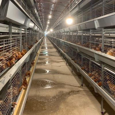 256 Birds Battery Cage System