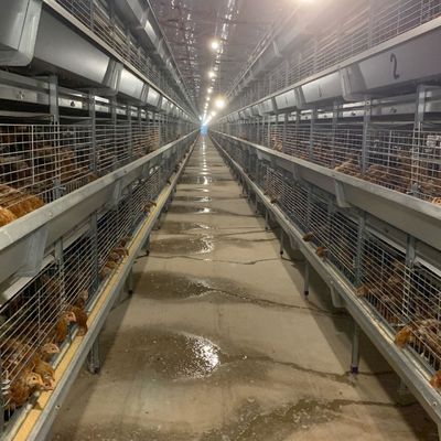 4.8m Layer Chicken Cage