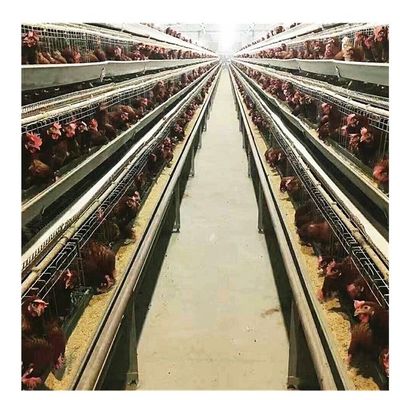 Broiler 3 Tiers 4 Tiers Layer Chicken Cage Automatic Egg Collector