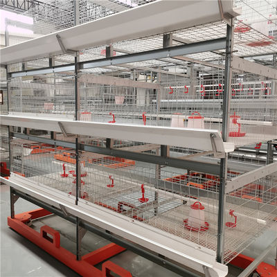 H Type Broiler Chicken Cage Design With Feeding System , Drinking System