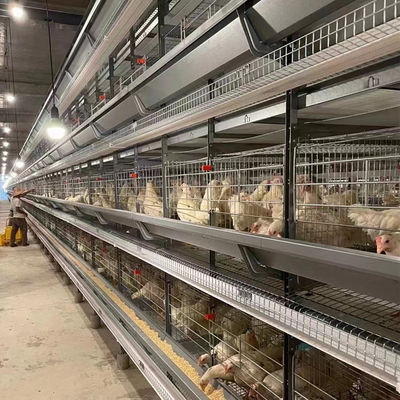 Fully Automatic Battery H Type Layer Chicken Cage For Laying Chicken Farms