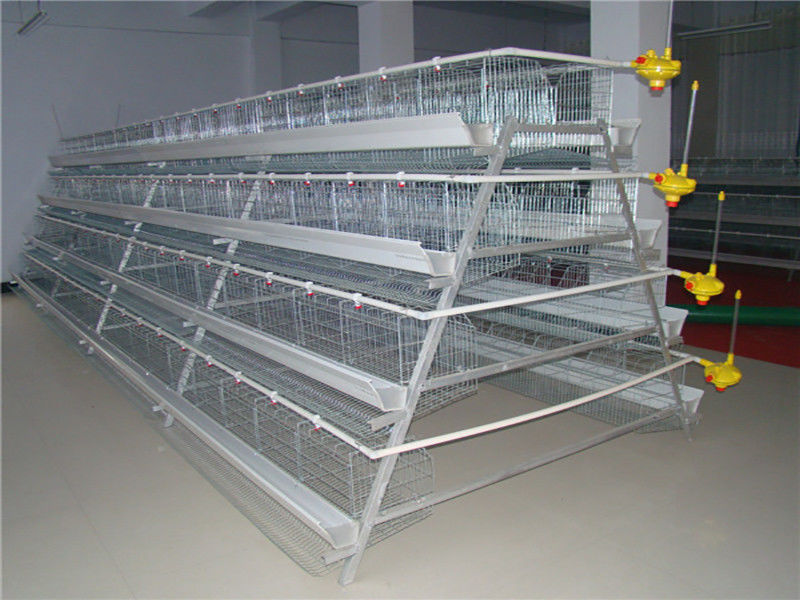 96-160 Birds A Type Poultry Cage Full Automatic High Rearing Efficiency