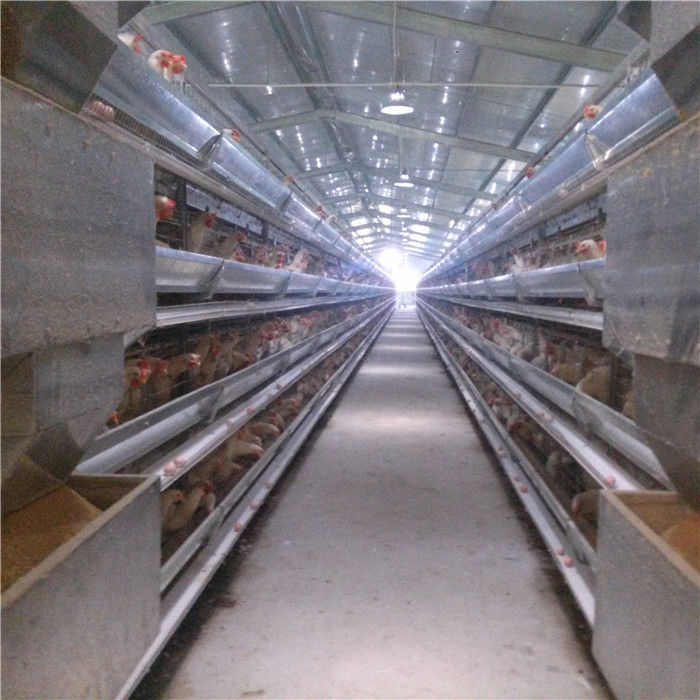 H Frame 256 Birds Battery Cage System In Poultry Farm Automatic Cleaning