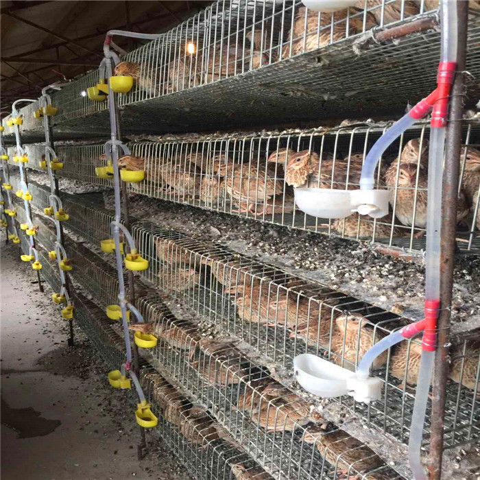 6 Tier 2 Doors Battery Cage For Quail Hot Galvanized Steel