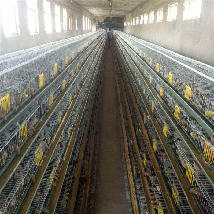 Q235 Steel Wire 5 Tiers Quail Cage 15-20 Years Warranty
