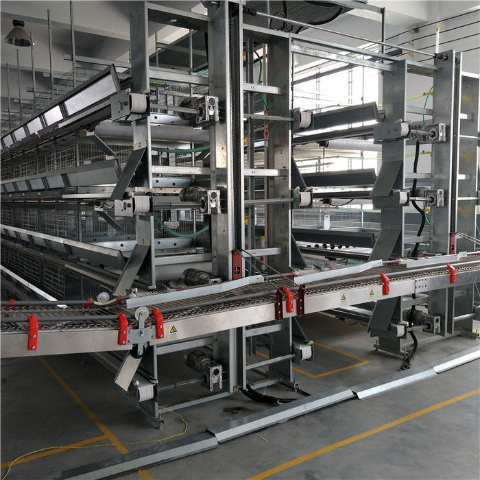 Layer Chicken Automatic Egg Collection System 3 Tier 5 Door