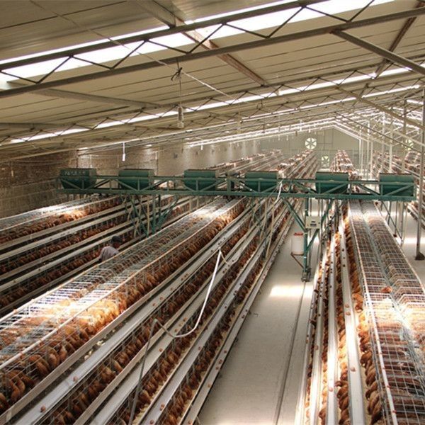 Battery Power Layer Chicken Cage With Belt / Scraper Manure Removal System