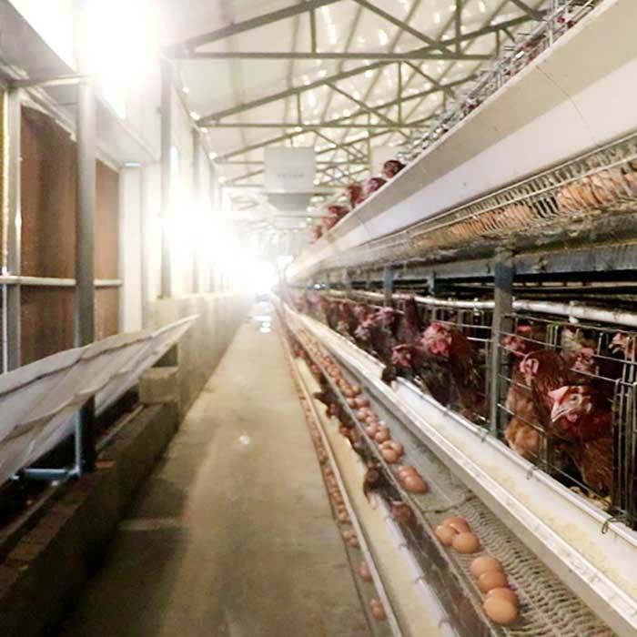 Farm Poultry Chicken Cage 190 * 35 * 38cm / 195 * 45 * 41cm Size Durable