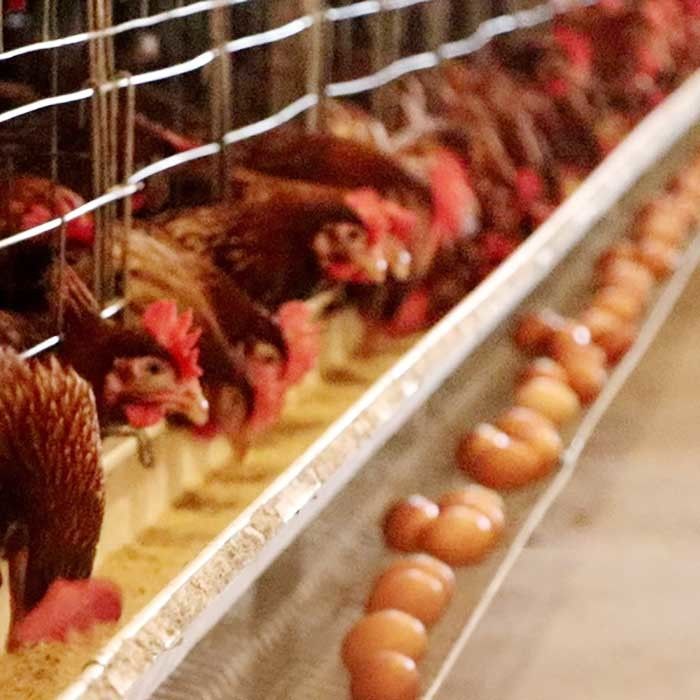 Custom Design Chicken Battery Cage , 50HZ Labor Saving A Type Chicken Cage