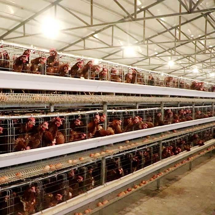 380V 3 Phase A Type Layer Cages , U Shape Steel Chicken Feeding Equipment