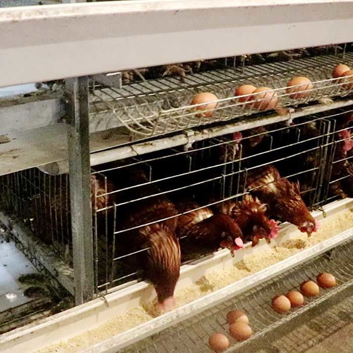Powerful A Type Layer Chicken Cage For Large Scale Farm Egg Selling Easy To Clean
