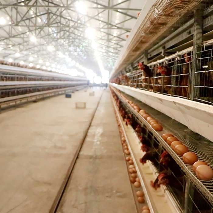 Corrosion Resistance Open House Battery Cage System , Durable Layer Farming Cage