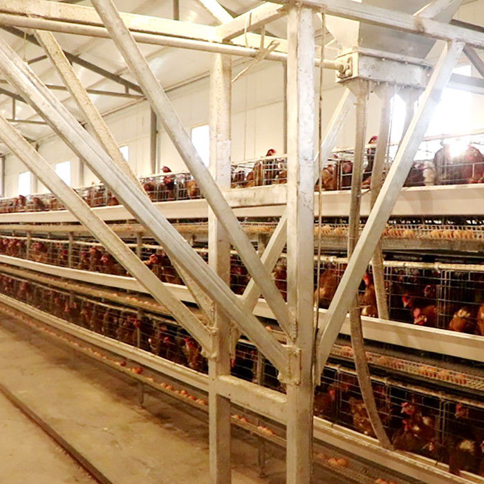 Powerful A Type Layer Chicken Cage For Large Scale Farm Egg Selling Easy To Clean
