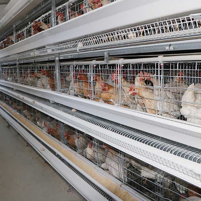 A Type Layer Poultry Chicken Cage System Hot Galvanized Q235 Steel Wire Material