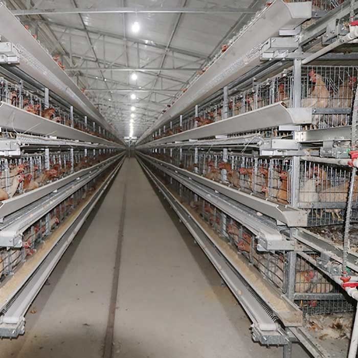 380V 3 Phase A Type Layer Cages , U Shape Steel Chicken Feeding Equipment