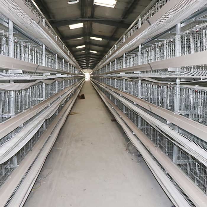 U Shape Steel Automatic Poultry Cage , 3 Phase 50HZ A Frame Layer Cages
