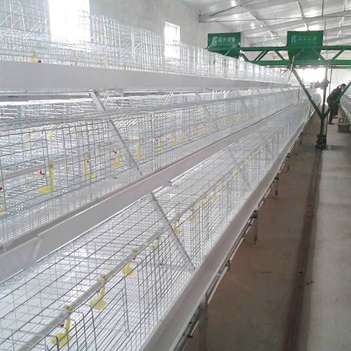 Indoor Powerful Broiler Chicken Cage 96 - 120 Birds Capacity With Manure System