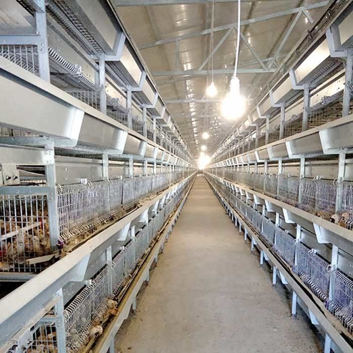 Automatic Cage For Chicks , 264 Birds Capacity Layer Poultry Farm Cage