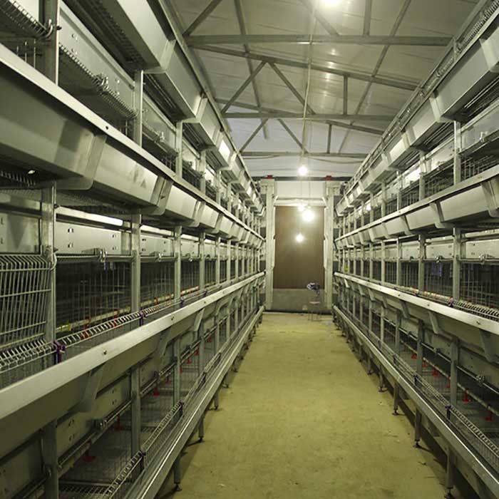 Automatic Cage For Chicks , 264 Birds Capacity Layer Poultry Farm Cage