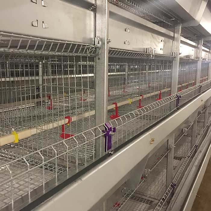 Rigid Q235 Steel Baby Chick Cage Multi Doors High Performance For Farm